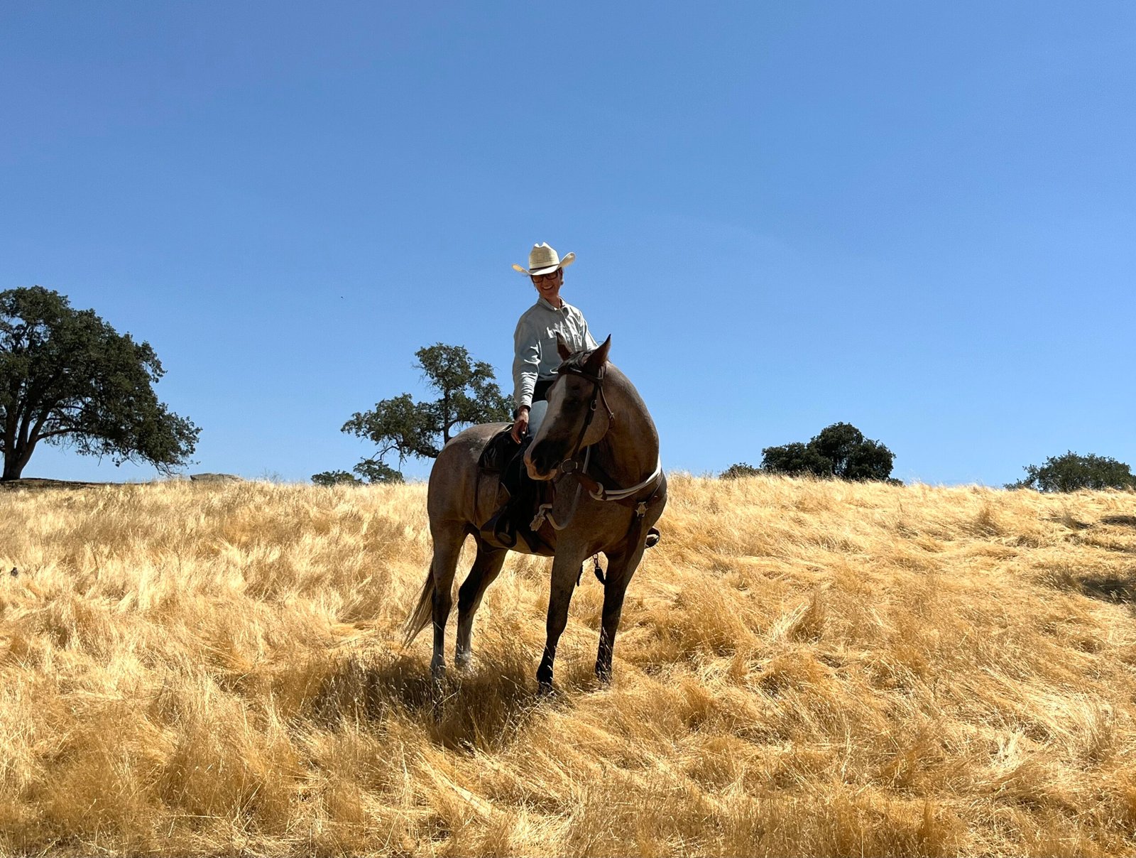 coaching met paarden equine assisted coaching