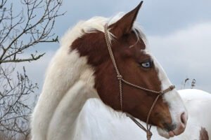 Paarden coaching en shamanisme in Amsterdam en Haarlem