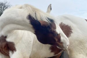 paarden coaching equine assisted with horses and shamanism