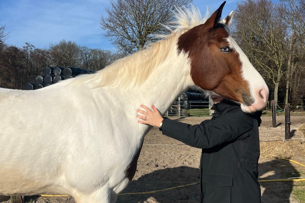 horse coaching equine assisted amsterdam