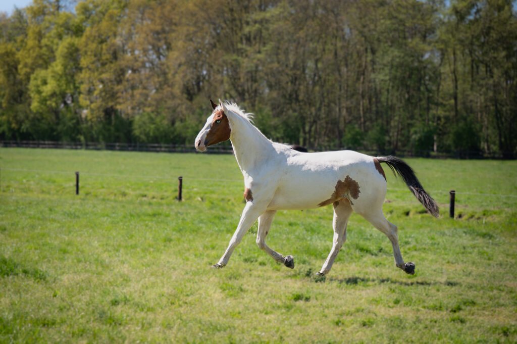 paarden coaching en shamanisme en kundalini energie in Amsterdam en Haarlem