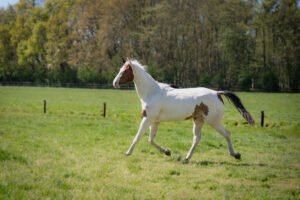 paarden coaching en shamanisme en kundalini energie in Amsterdam en Haarlem
